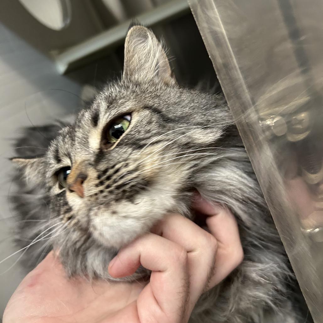 Enlarge Nala NOCO, a Adoptable Domestic Long Hair in Denver, CO image 3/6