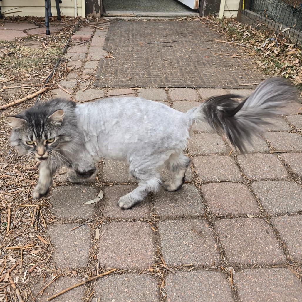 Enlarge Nala NOCO, a Adoptable Domestic Long Hair in Denver, CO image 6/6