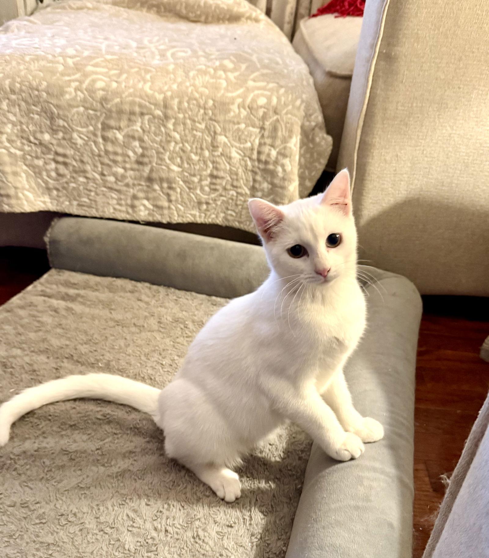 Enlarge Lyra, a Adoptable Domestic Short Hair in Fenton, MO image 1/3