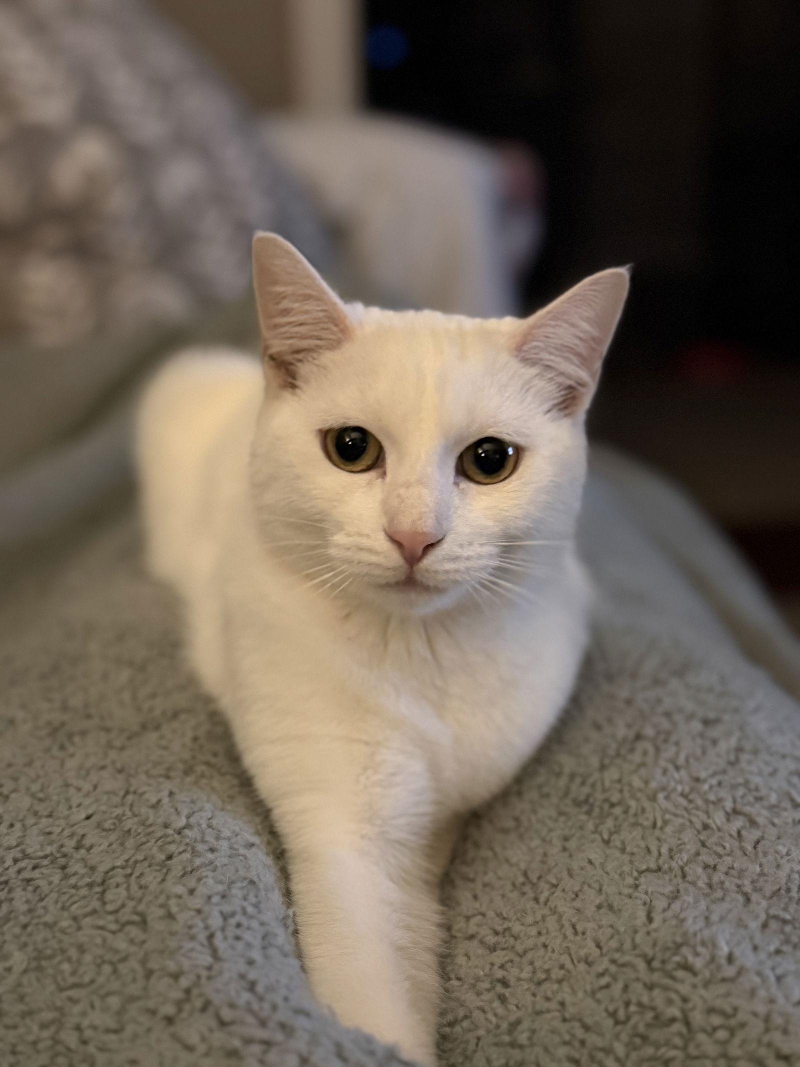 Lyra, Adoptable, Kitten Female Domestic Short Hair.