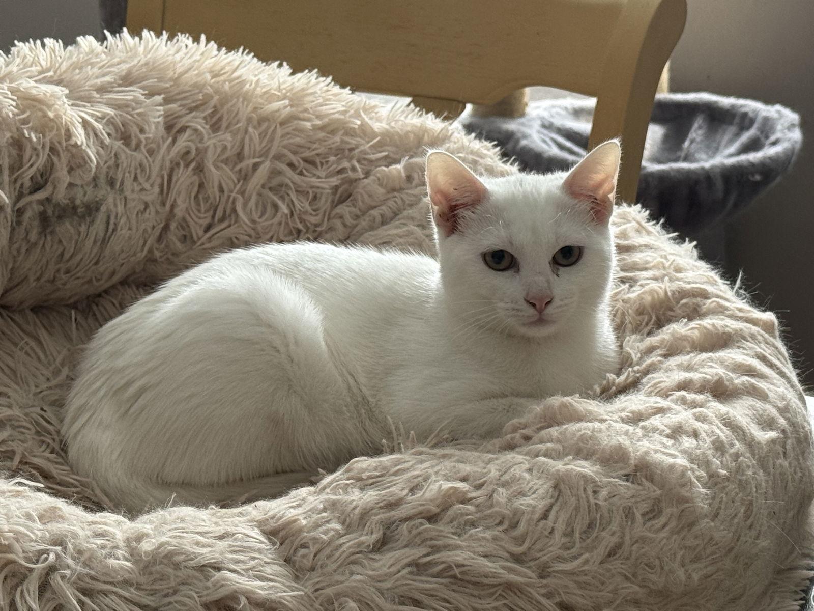 Lyra, a Adoptable Domestic Short Hair in Fenton, MO image 1/3