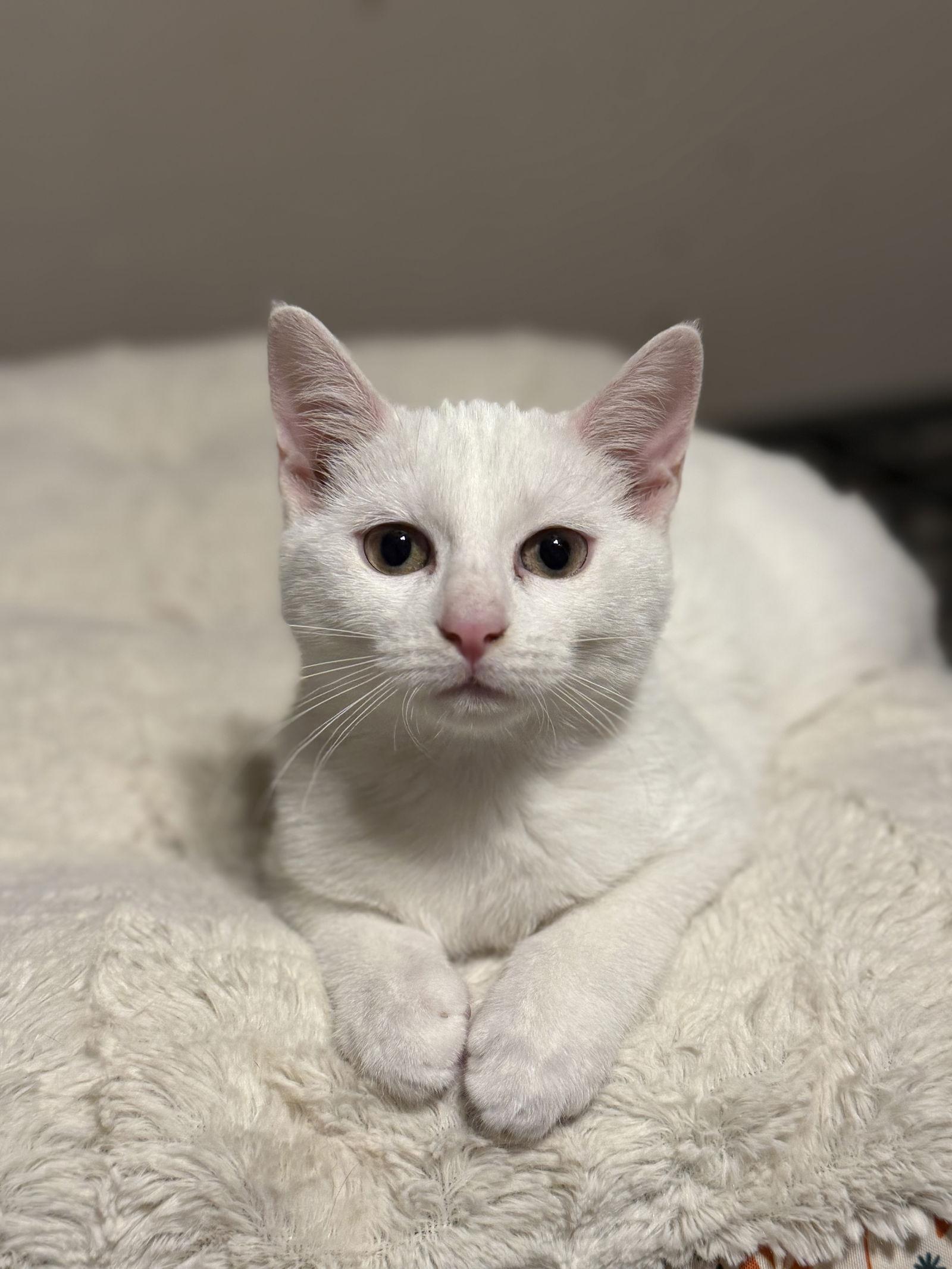 Lyra, a Adoptable Domestic Short Hair in Fenton, MO image 2/3