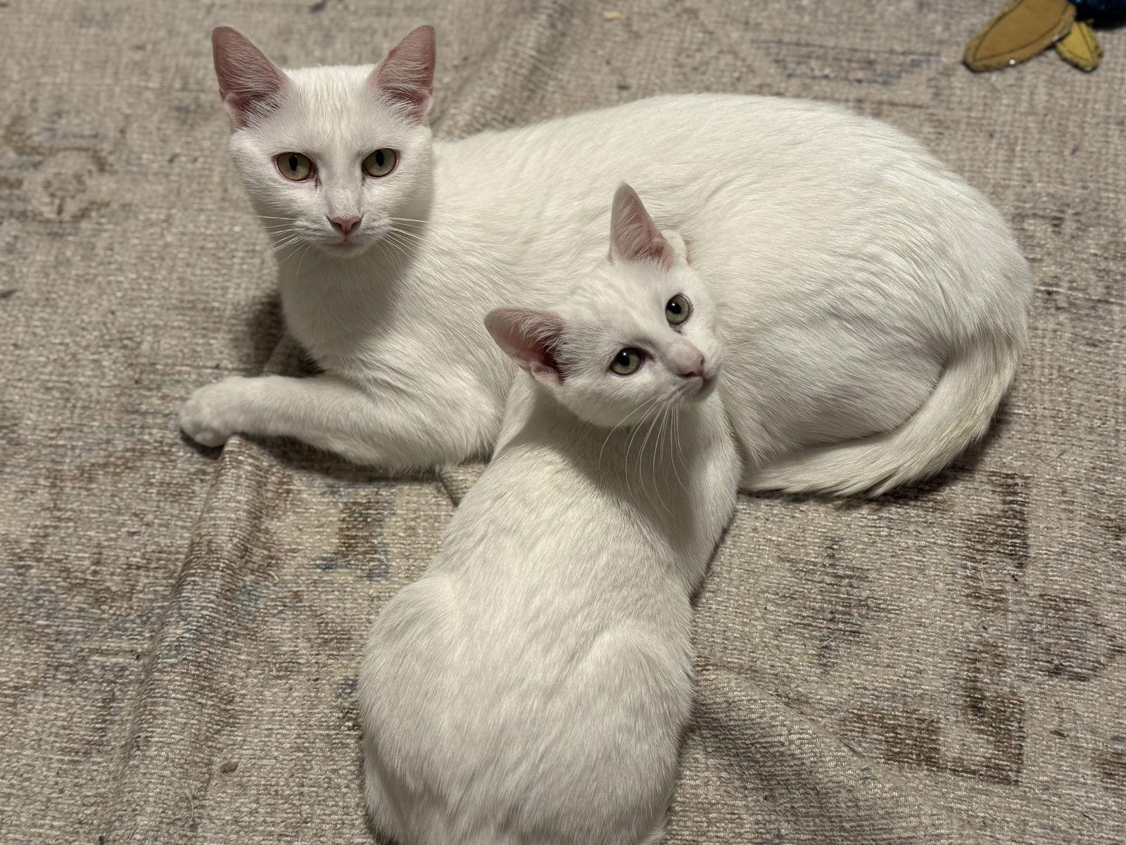 Lyra, a Adoptable Domestic Short Hair in Fenton, MO image 3/3