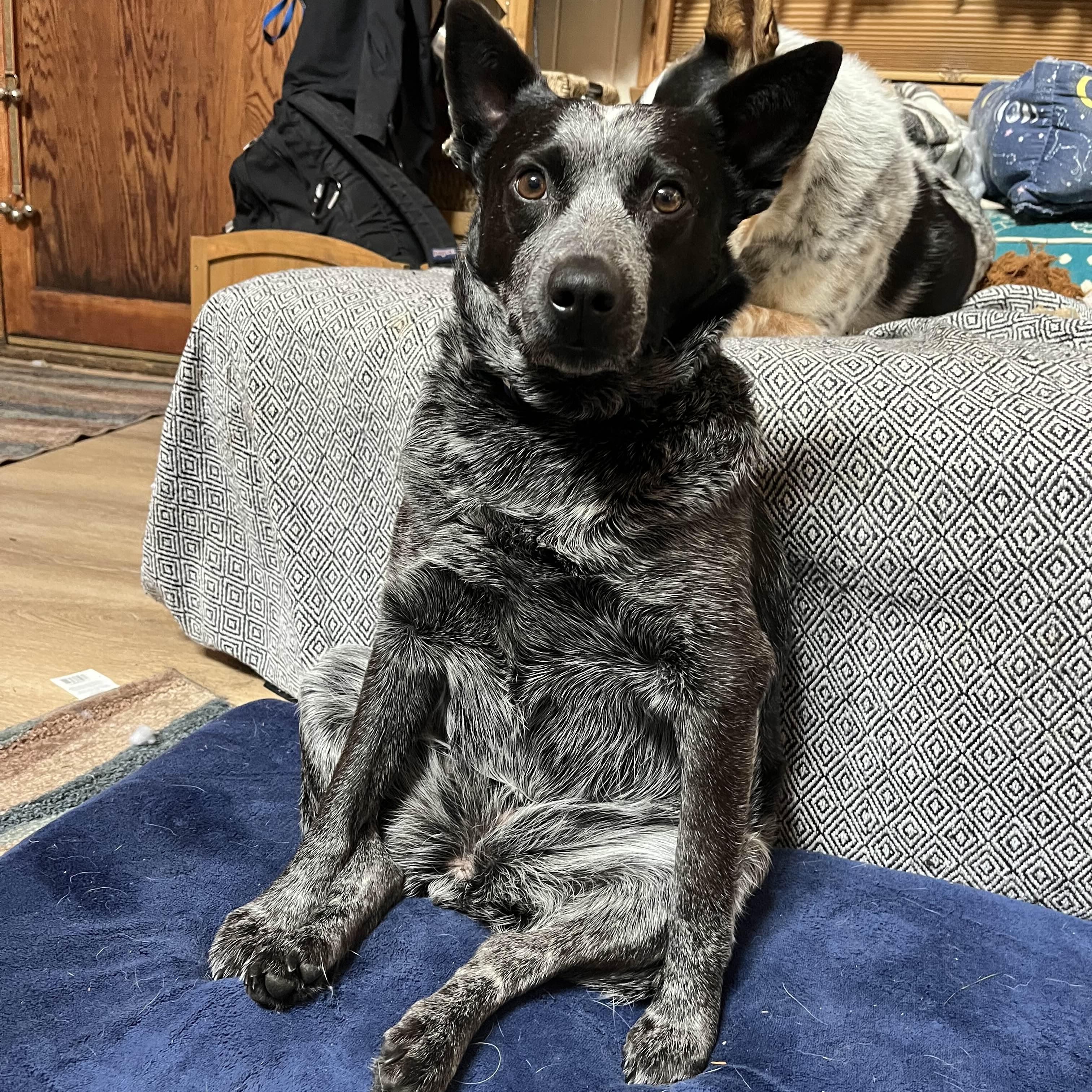 Enlarge Pepper (Portland, OR), a Adoptable mixed breed in Mount Vernon, WA image 3/6