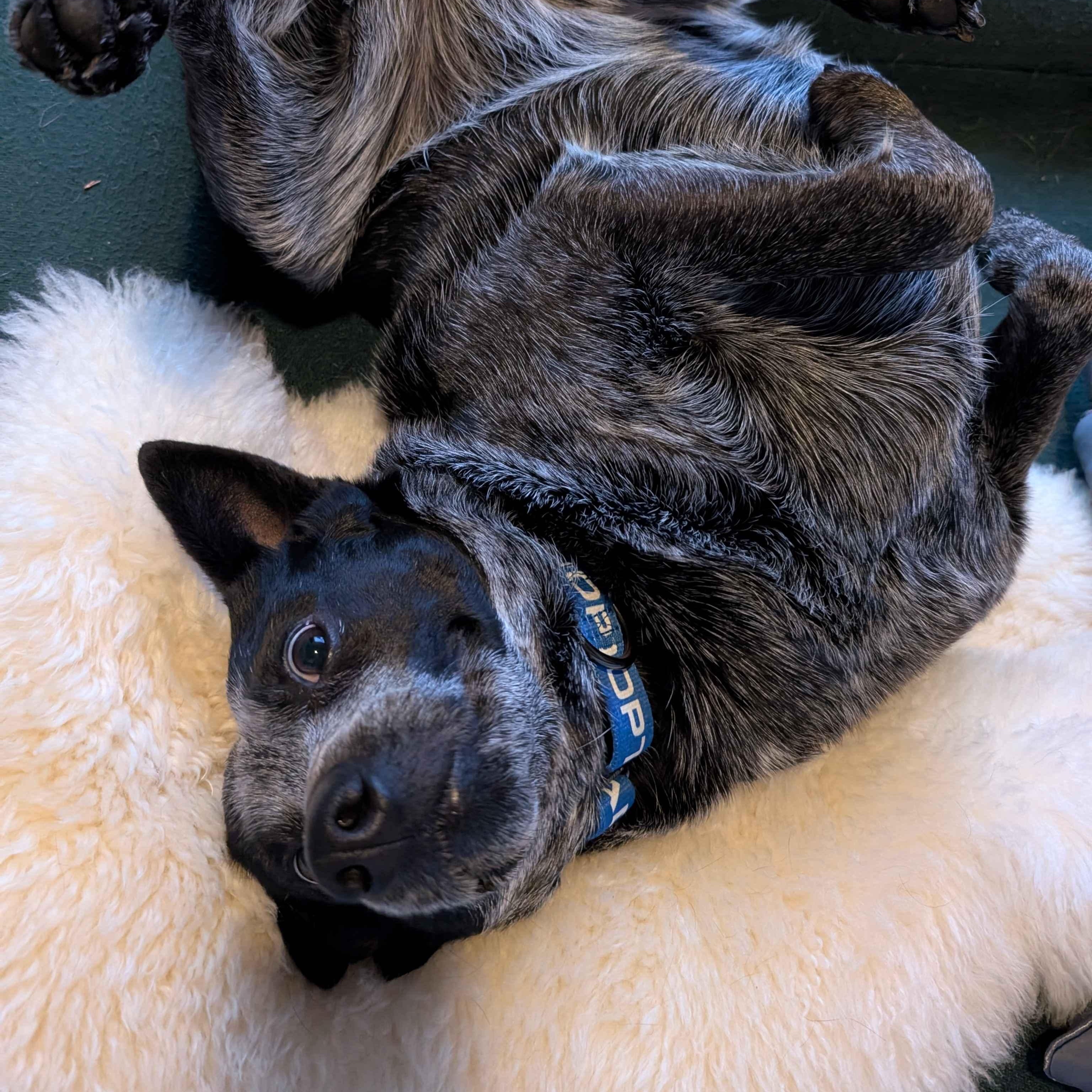 Pepper (Portland, OR), Adoptable, Adult Female Australian Cattle Dog / Blue Heeler.