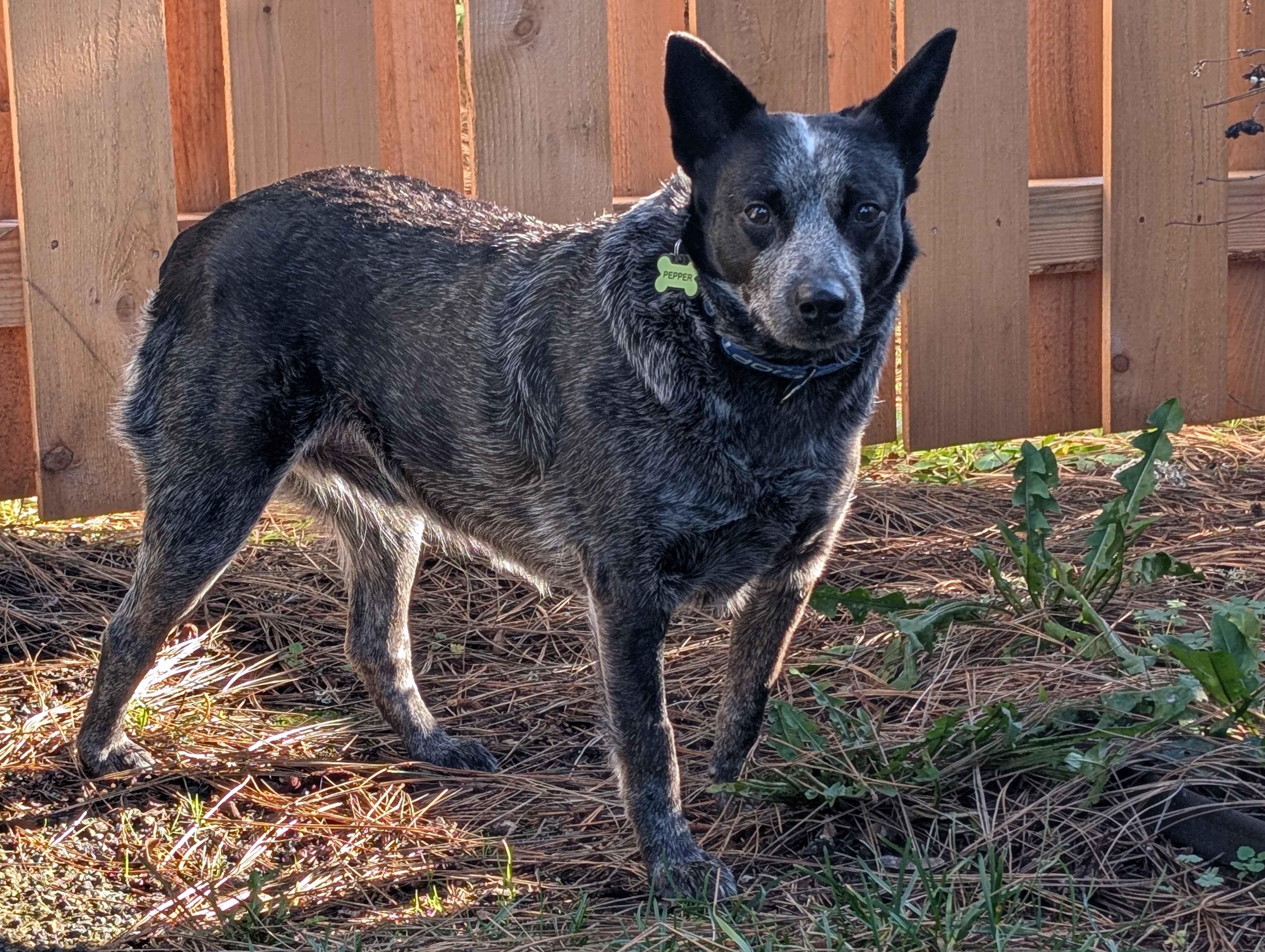 Enlarge Pepper (Portland, OR), a Adoptable mixed breed in Mount Vernon, WA image 4/6
