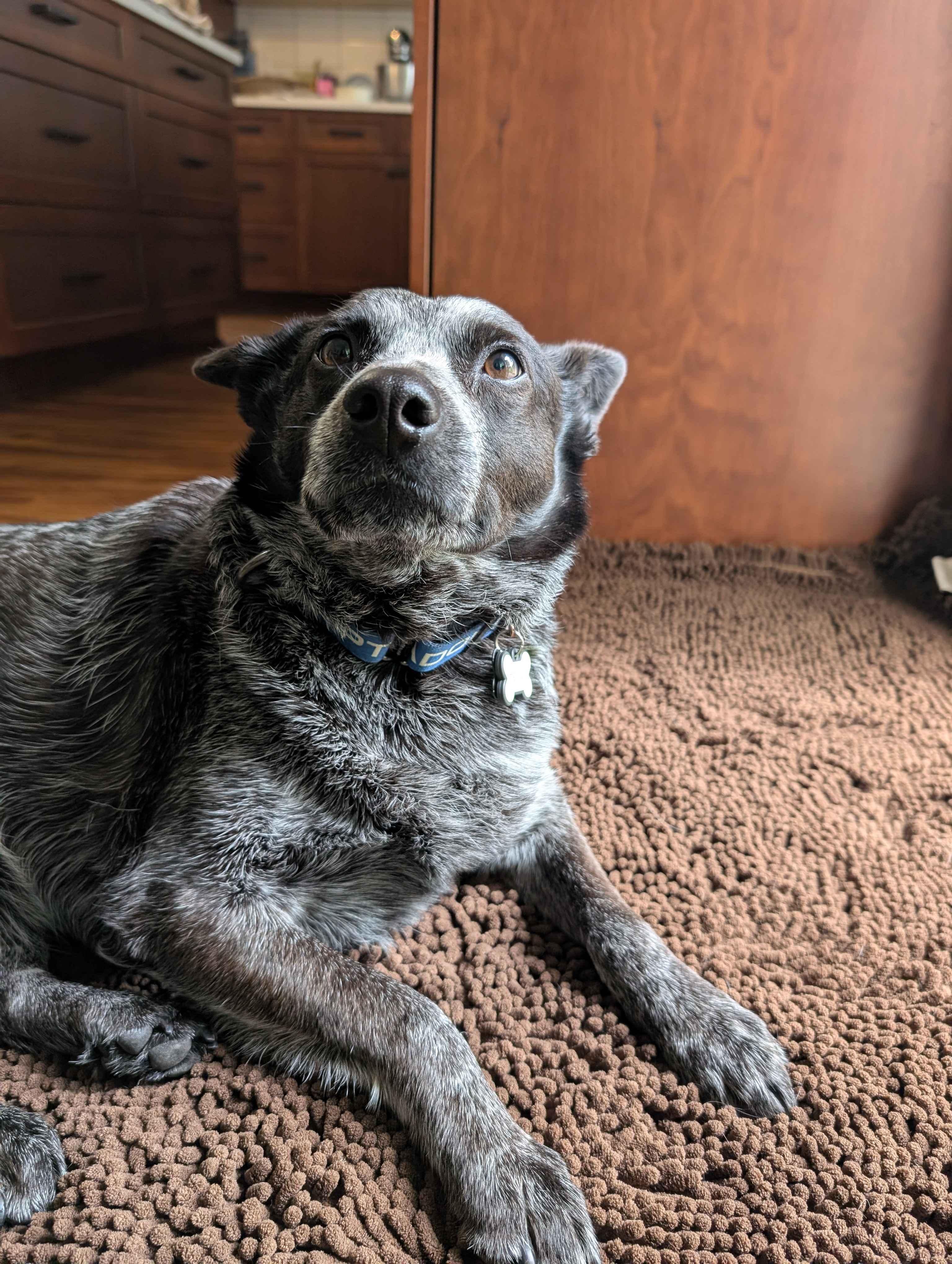 Pepper (Portland, OR), a Adoptable mixed breed in Portland, OR image 6/6
