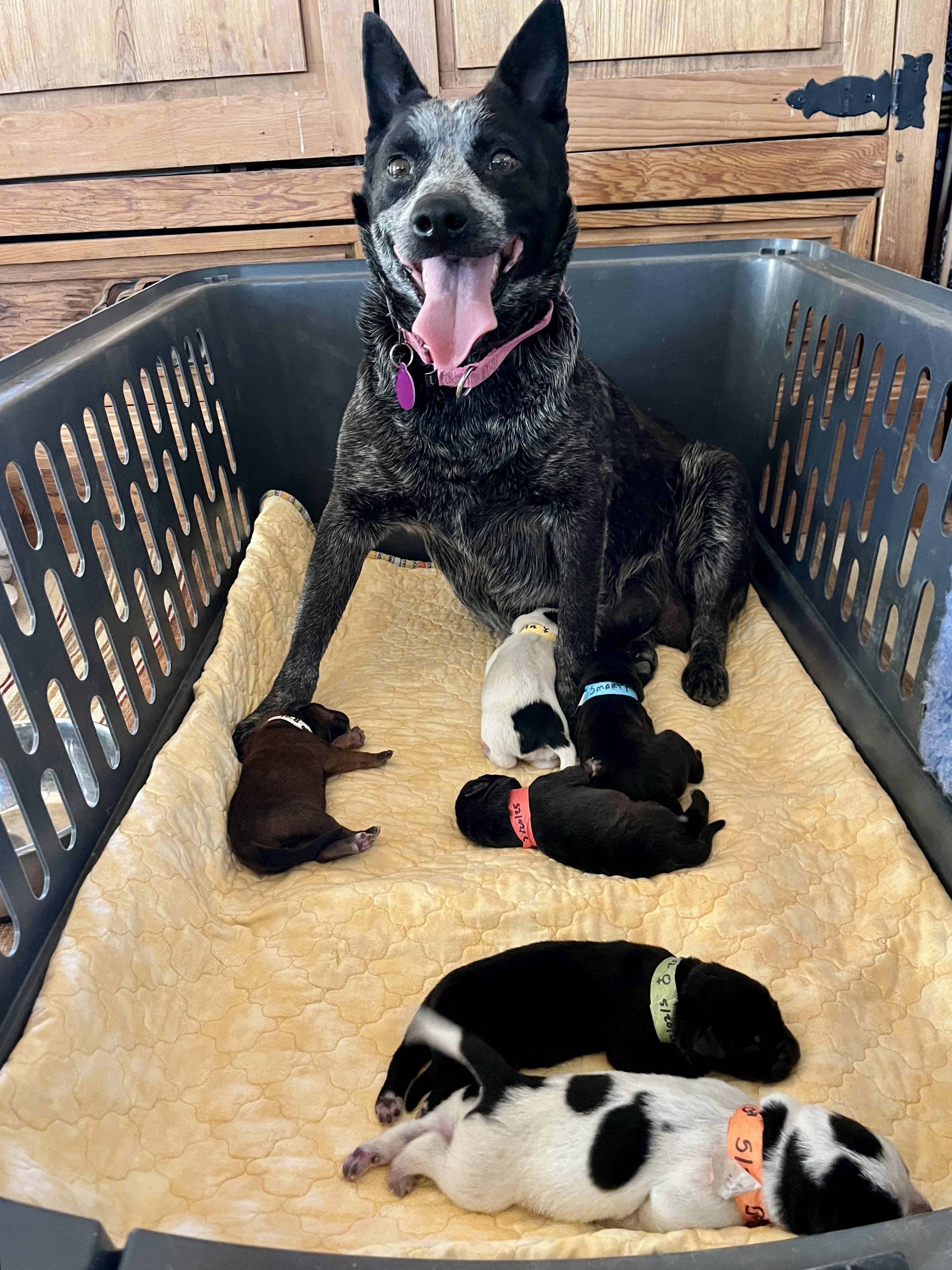 Enlarge Pepper (Portland, OR), a Adoptable mixed breed in Mount Vernon, WA image 6/6