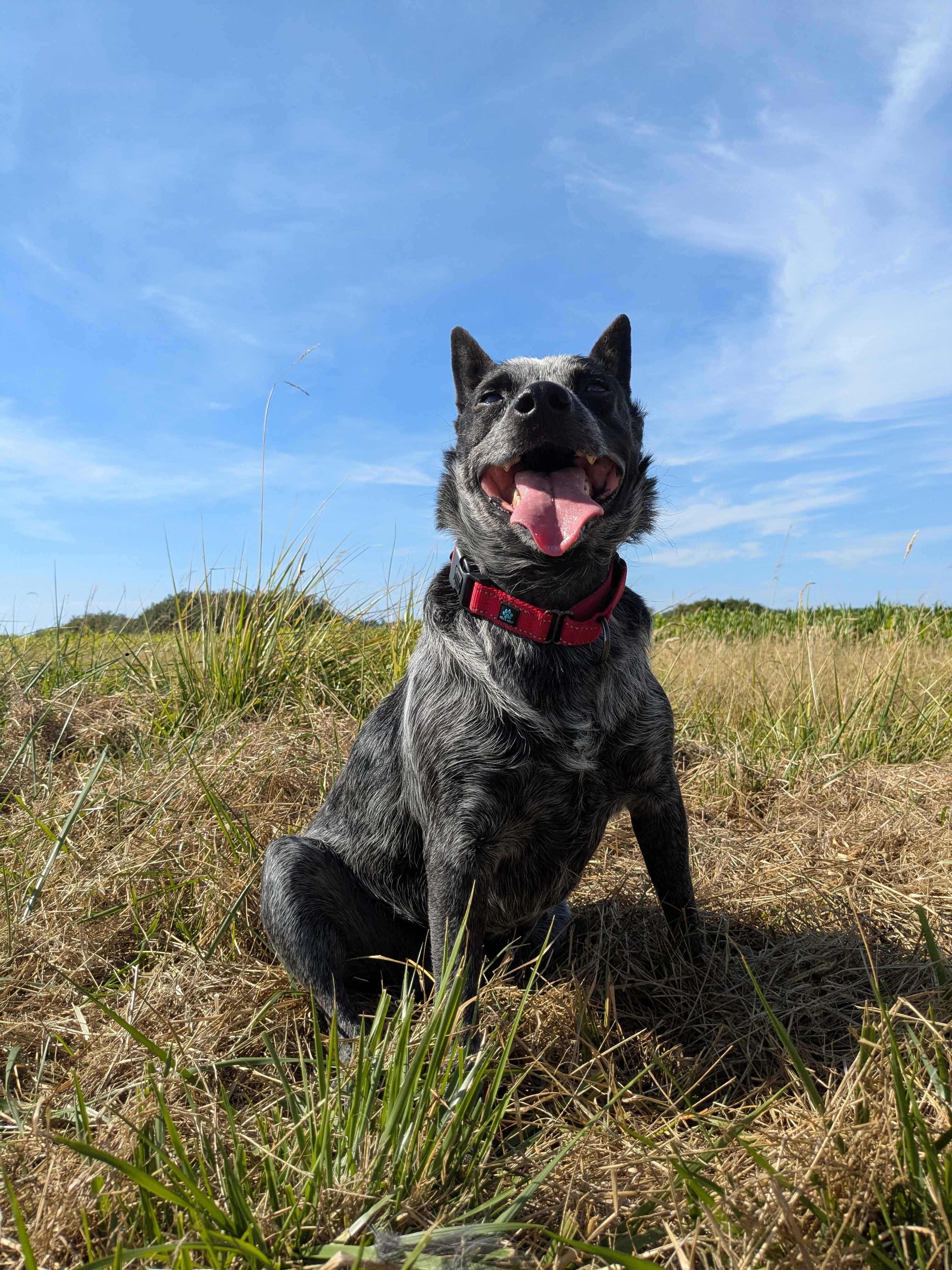 Pepper (Portland, OR), Adoptable, Adult Female Australian Cattle Dog / Blue Heeler.