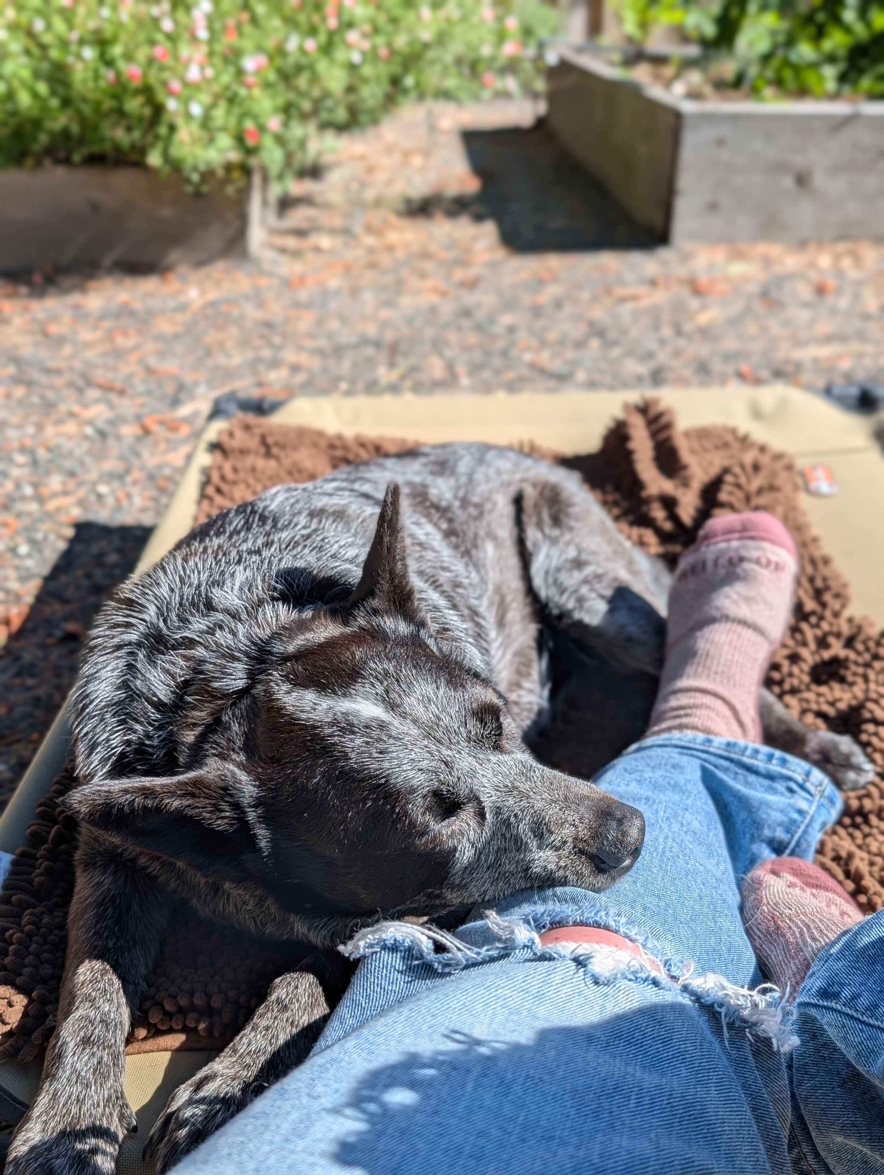Pepper (Portland, OR), a Adoptable mixed breed in Portland, OR image 5/6