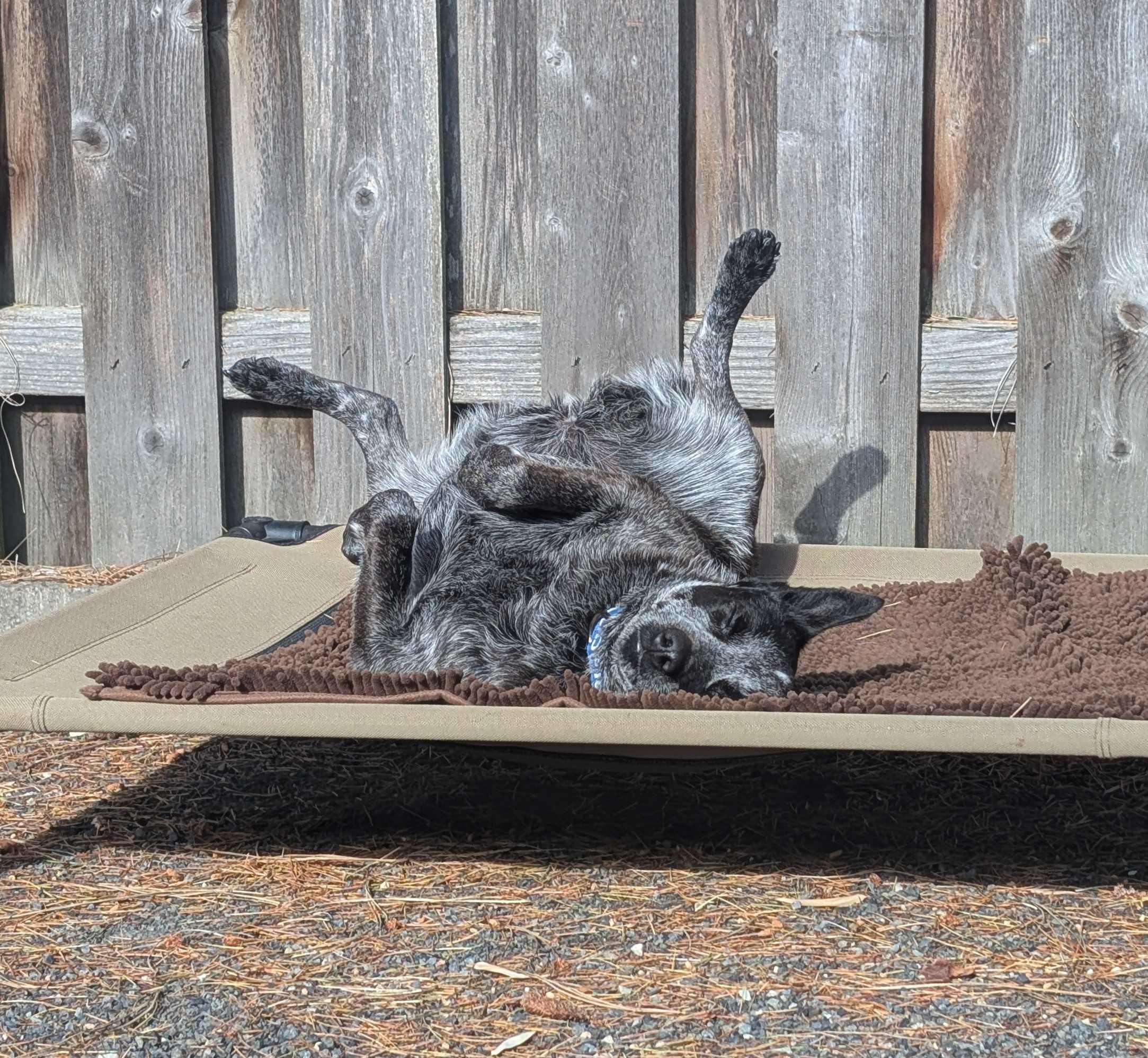 Pepper (Portland, OR), a Adoptable mixed breed in Portland, OR image 3/6