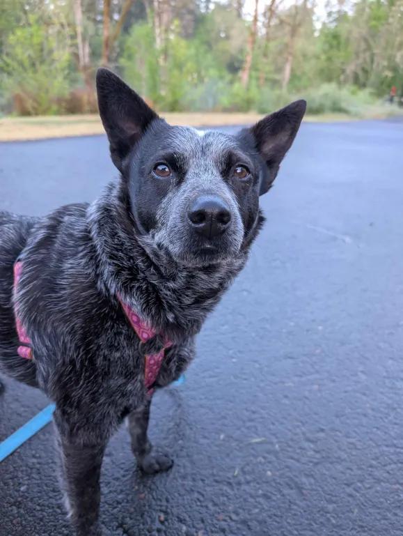 Pepper (Portland, OR), a Adoptable mixed breed in Portland, OR image 1/6