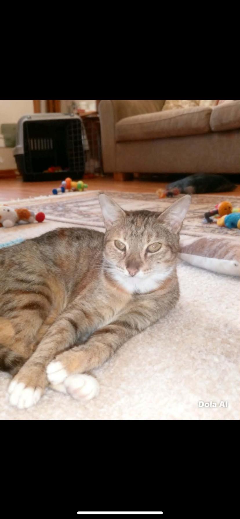 Enlarge Misty, a ADOPTABLE Tabby in Oceanside, CA image 1/2
