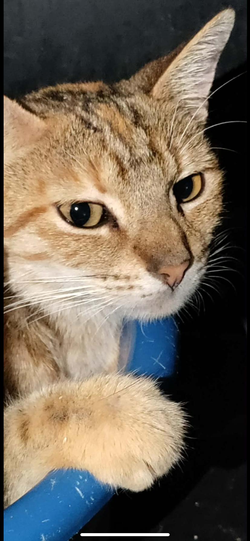 Enlarge Misty, a ADOPTABLE Tabby in Oceanside, CA image 2/2