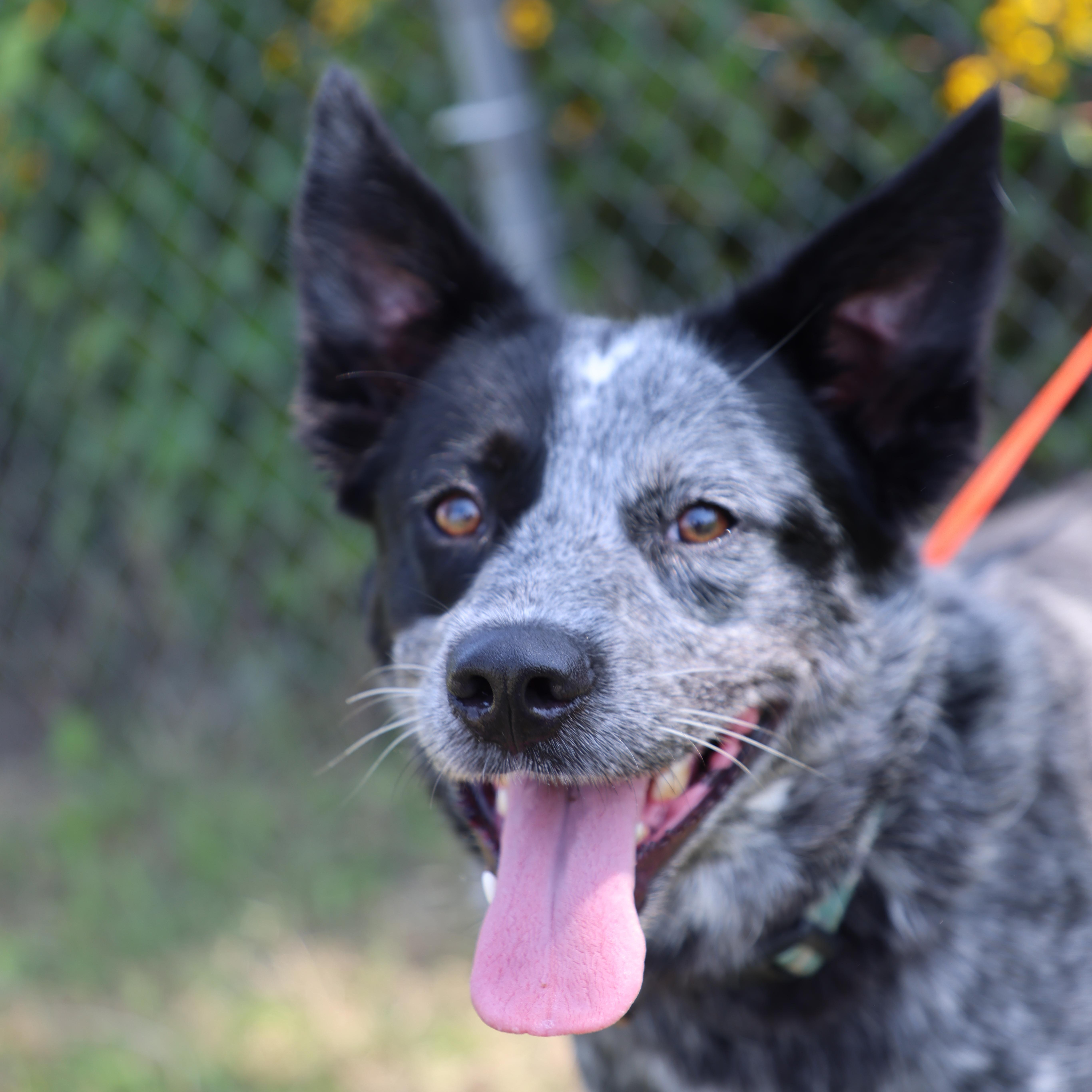 Enlarge Cosmo, a ADOPTABLE Australian Cattle Dog / Blue Heeler in Lewisburg, TN image 1/4