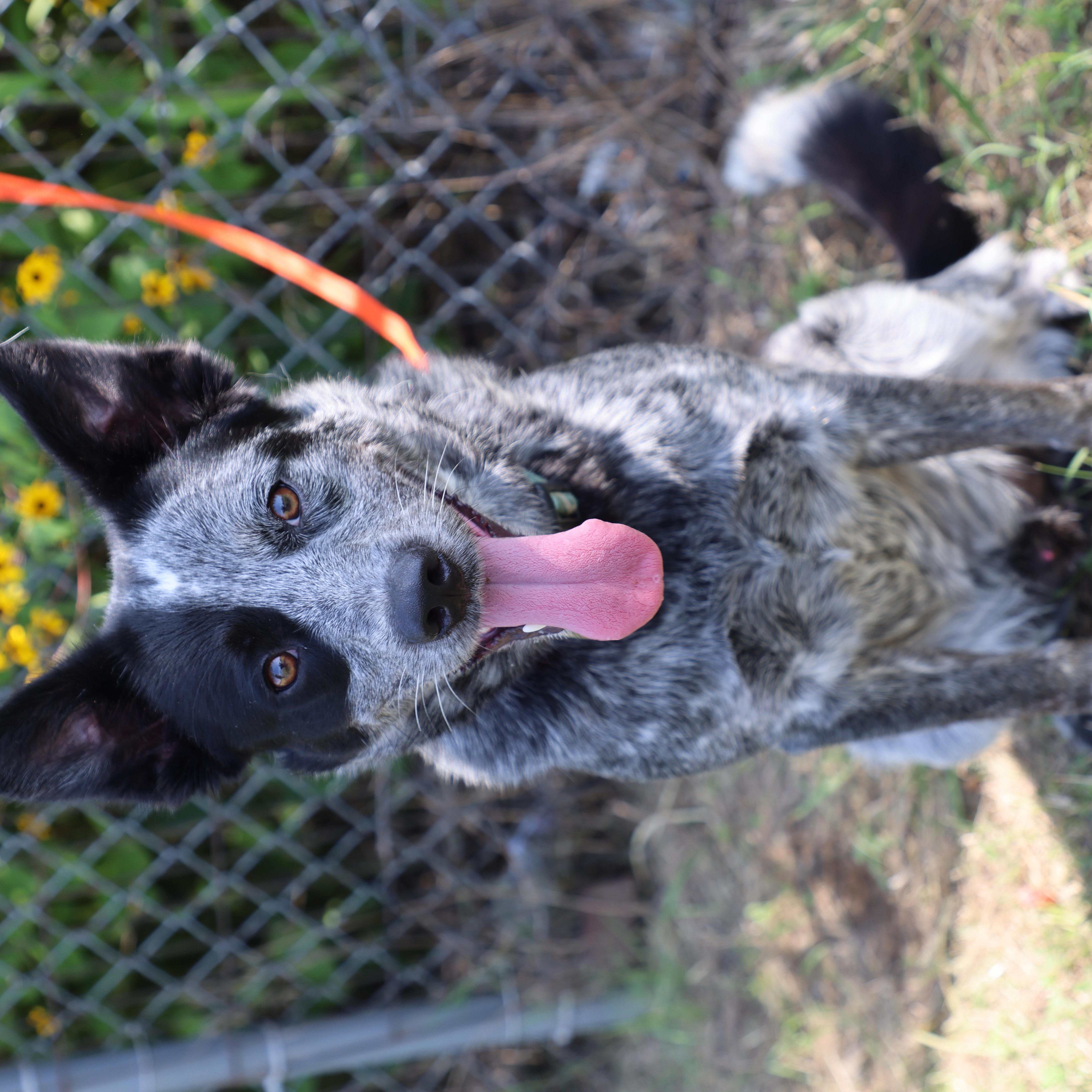 Enlarge Cosmo, a ADOPTABLE Australian Cattle Dog / Blue Heeler in Lewisburg, TN image 4/4