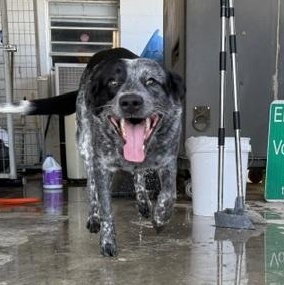 Cosmo, a ADOPTABLE Australian Cattle Dog / Blue Heeler in Lewisburg, TN image 2/2