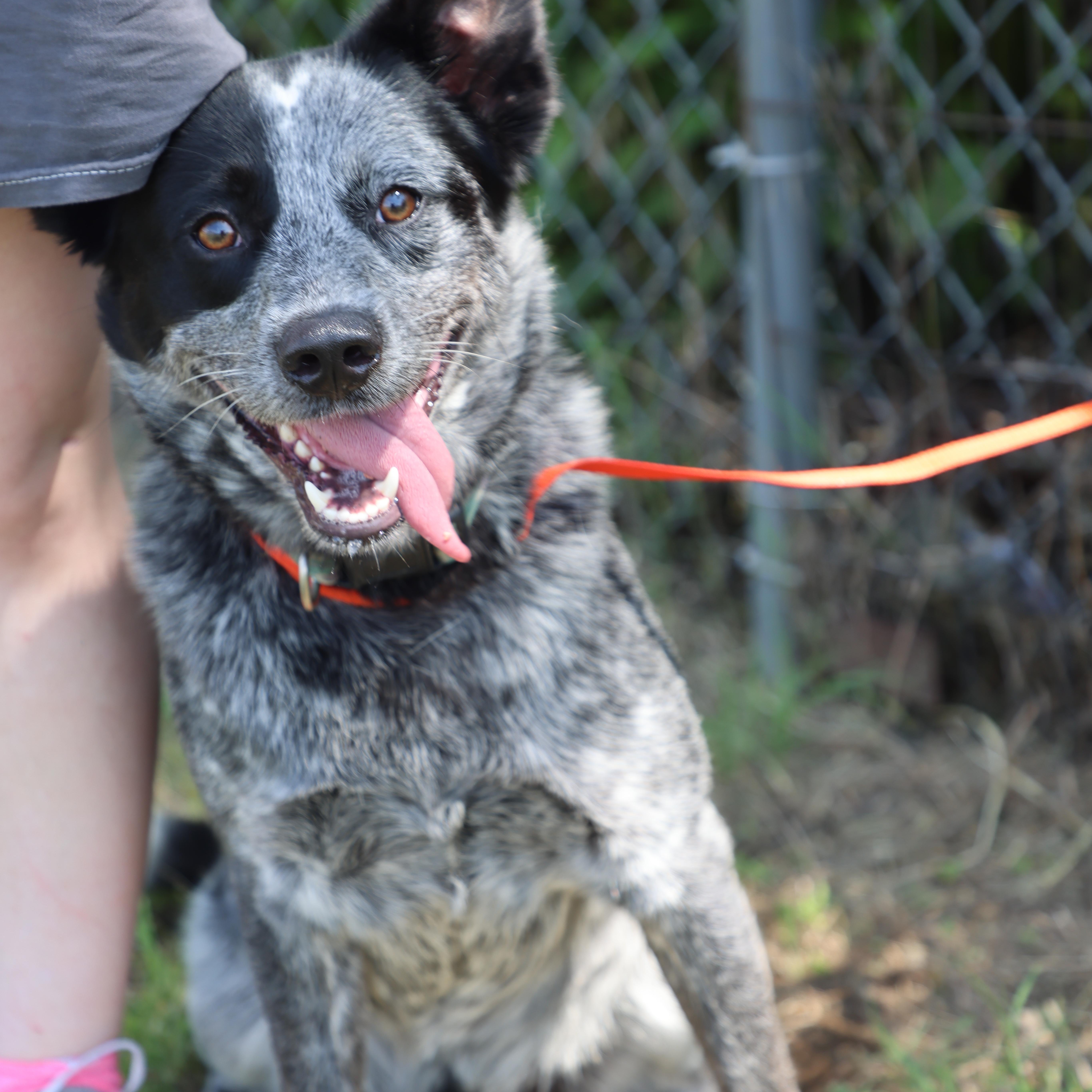 Enlarge Cosmo, a ADOPTABLE Australian Cattle Dog / Blue Heeler in Lewisburg, TN image 3/4