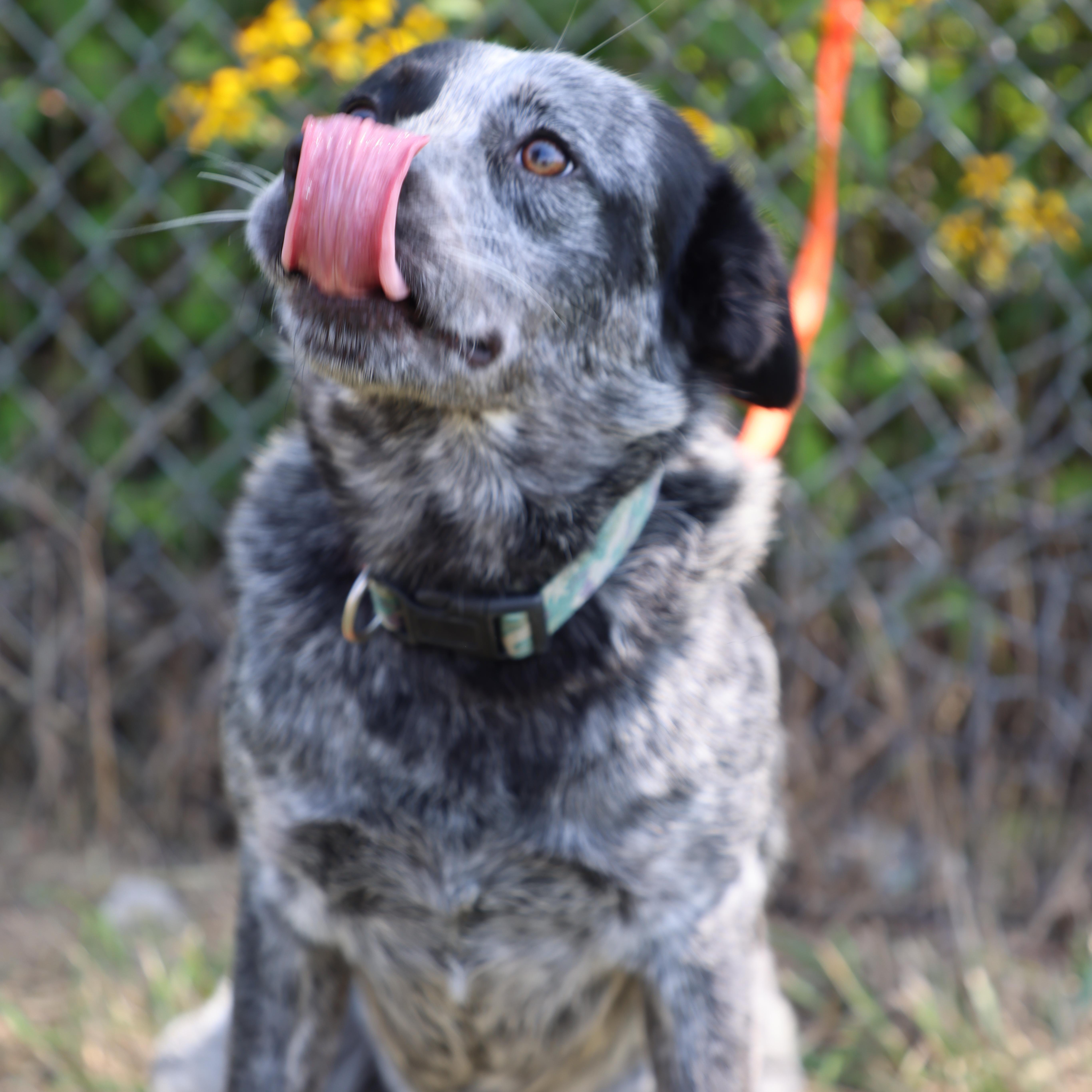 Enlarge Cosmo, a ADOPTABLE Australian Cattle Dog / Blue Heeler in Lewisburg, TN image 2/4