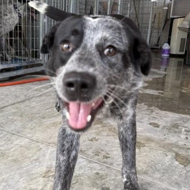 Cosmo, a ADOPTABLE Australian Cattle Dog / Blue Heeler in Lewisburg, TN image 1/2