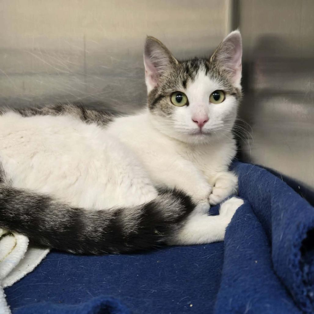 Little Girl, Adoptable, Young Female Domestic Short Hair.