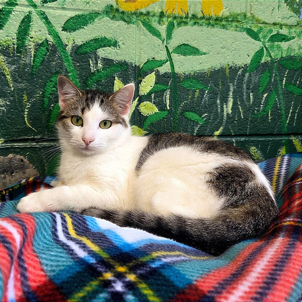 Little Girl, a Adoptable Domestic Short Hair in Newport, TN image 2/2