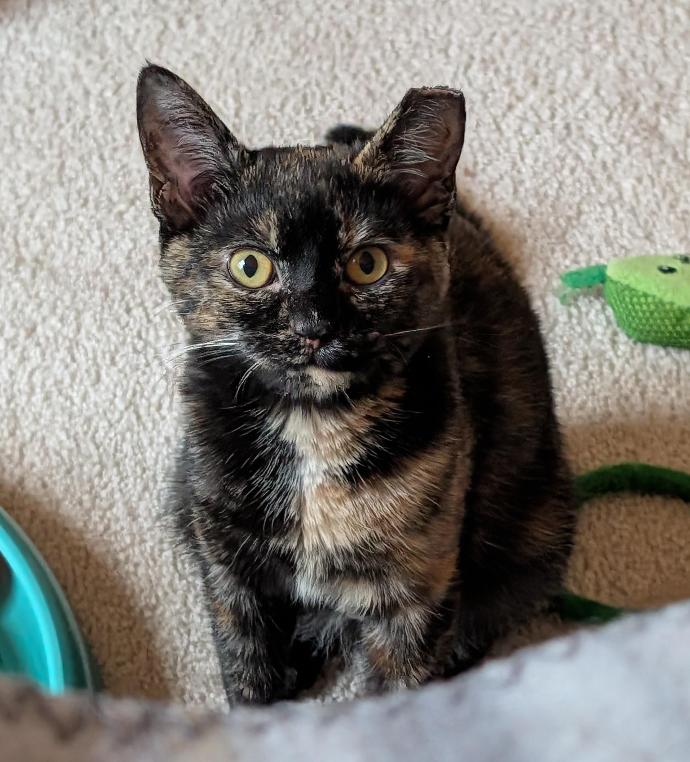 Enlarge Meg Ryan, a Adoptable Tortoiseshell in Columbus, OH image 5/6