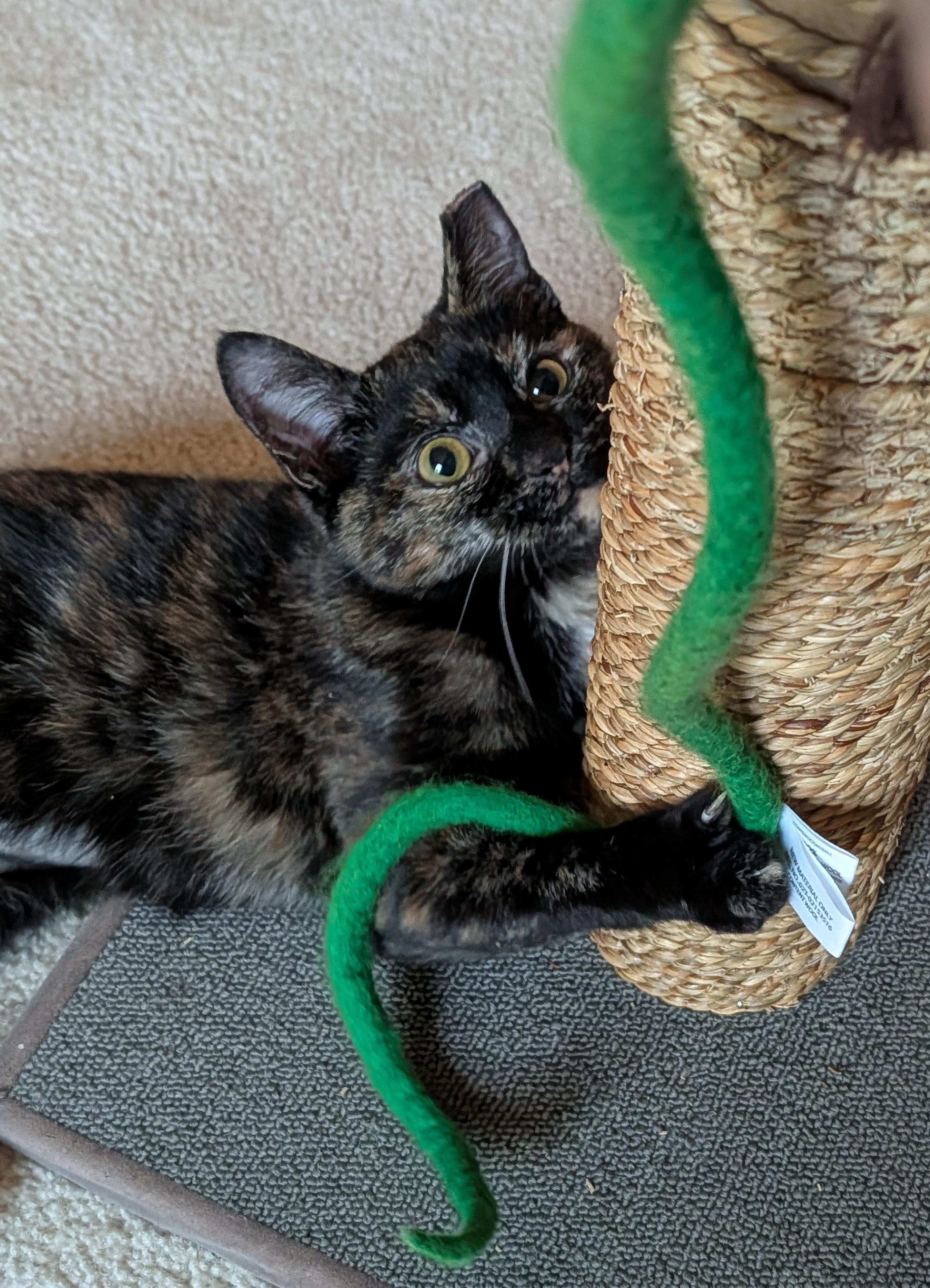 Enlarge Meg Ryan, a Adoptable Tortoiseshell in Columbus, OH image 6/6