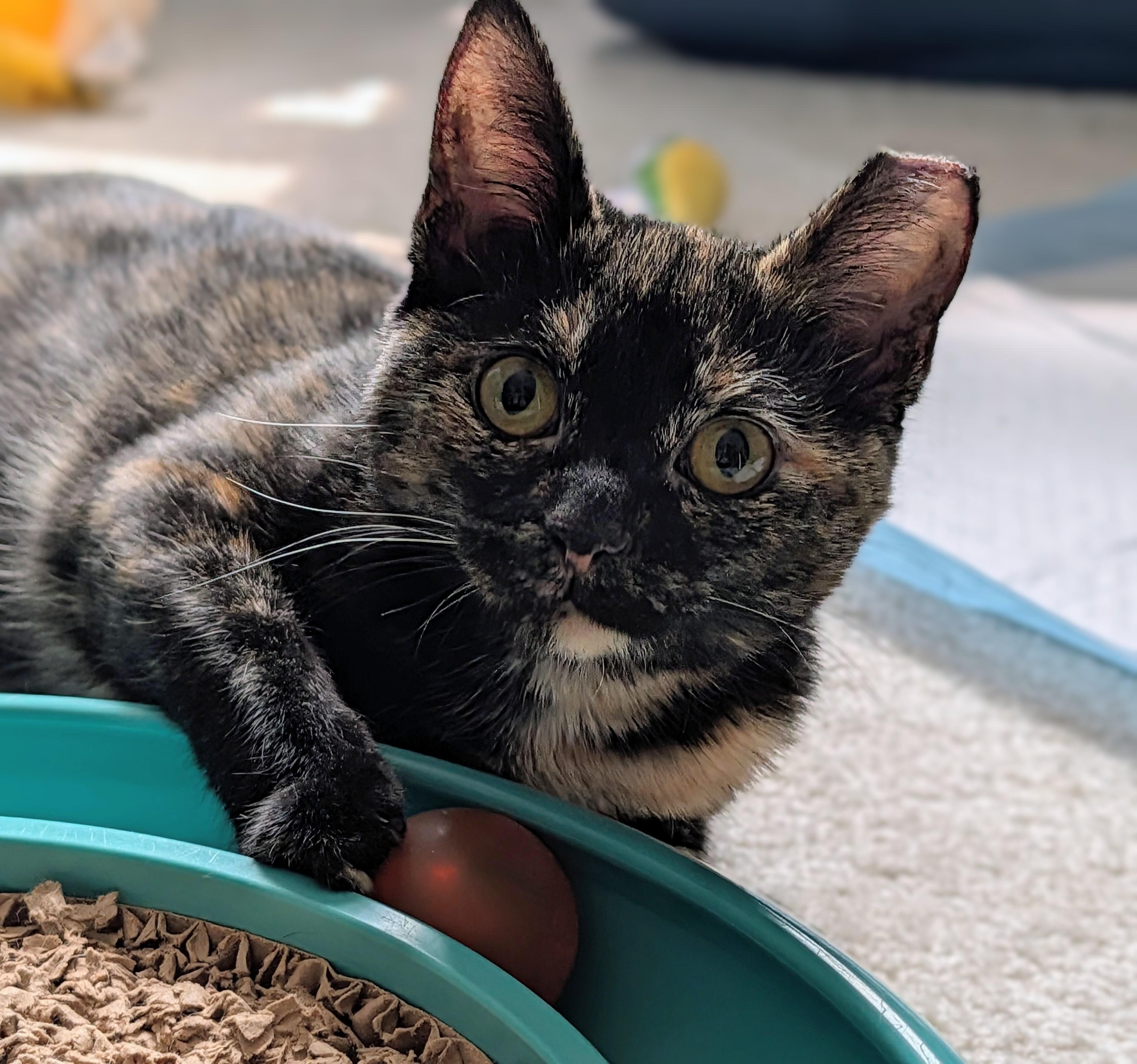 Enlarge Meg Ryan, a Adoptable Tortoiseshell in Columbus, OH image 4/6