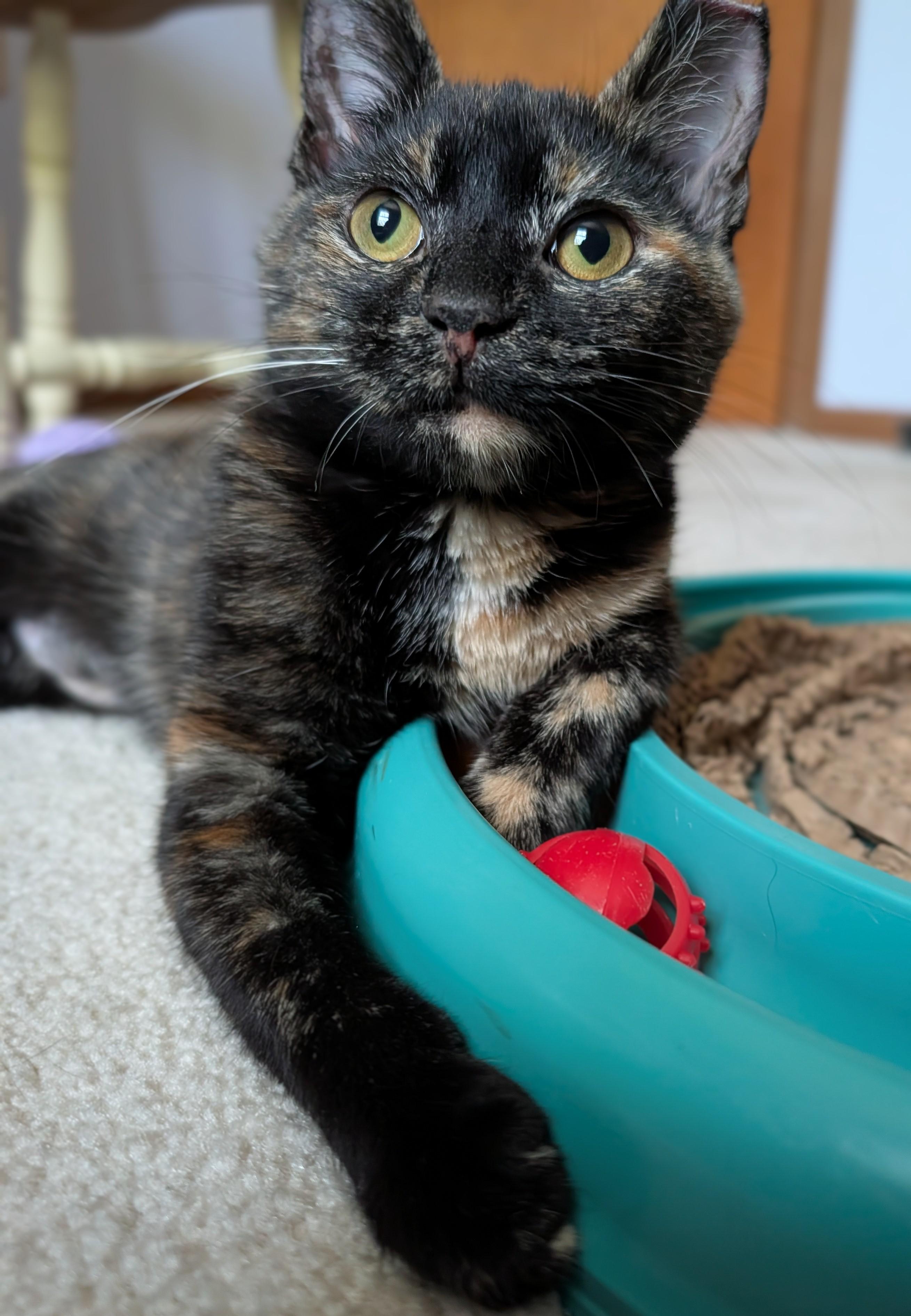 Enlarge Meg Ryan, a Adoptable Tortoiseshell in Columbus, OH image 3/6