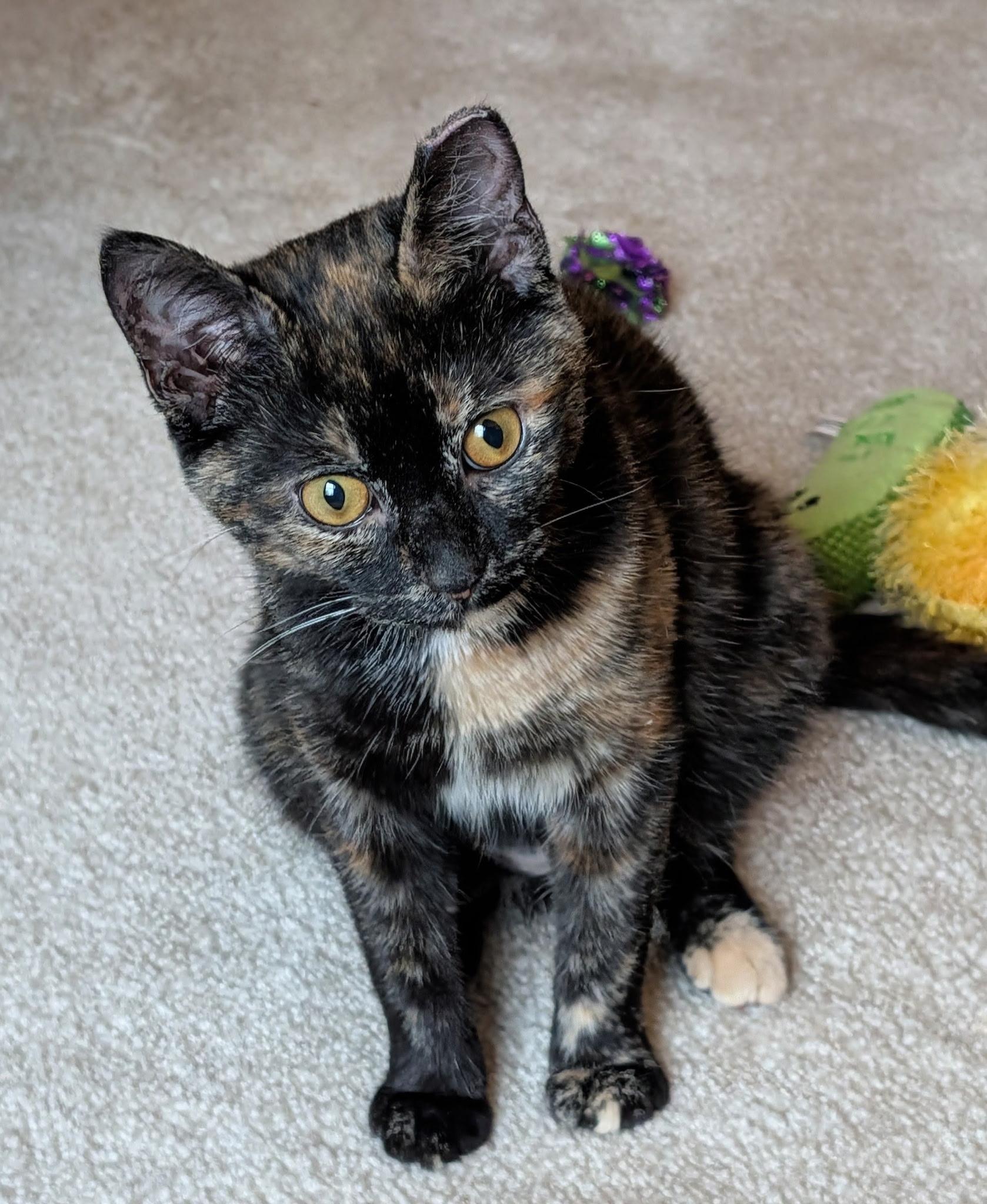 Enlarge Meg Ryan, a Adoptable Tortoiseshell in Columbus, OH image 1/6