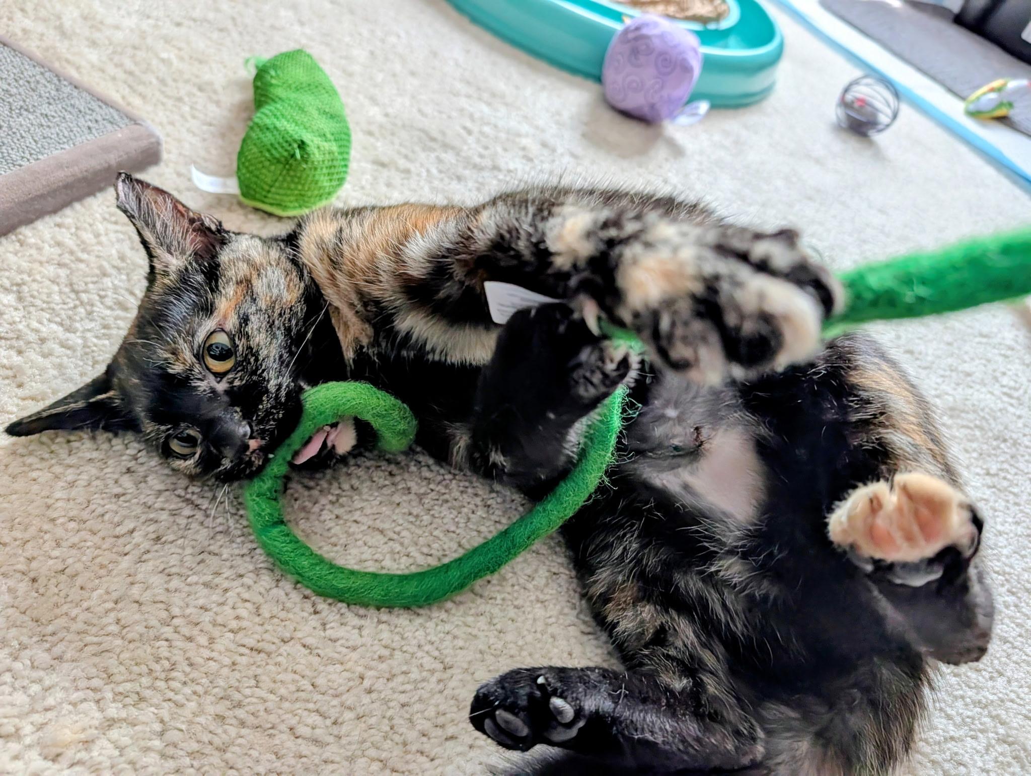 Enlarge Meg Ryan, a Adoptable Tortoiseshell in Columbus, OH image 2/6