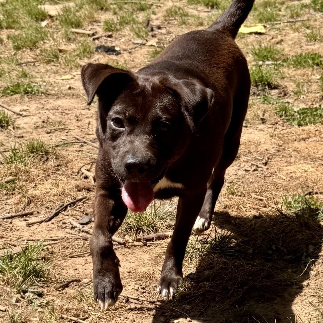 Enlarge Pocket Penny, a Adoptable Mixed Breed in Centerville, TN image 1/4