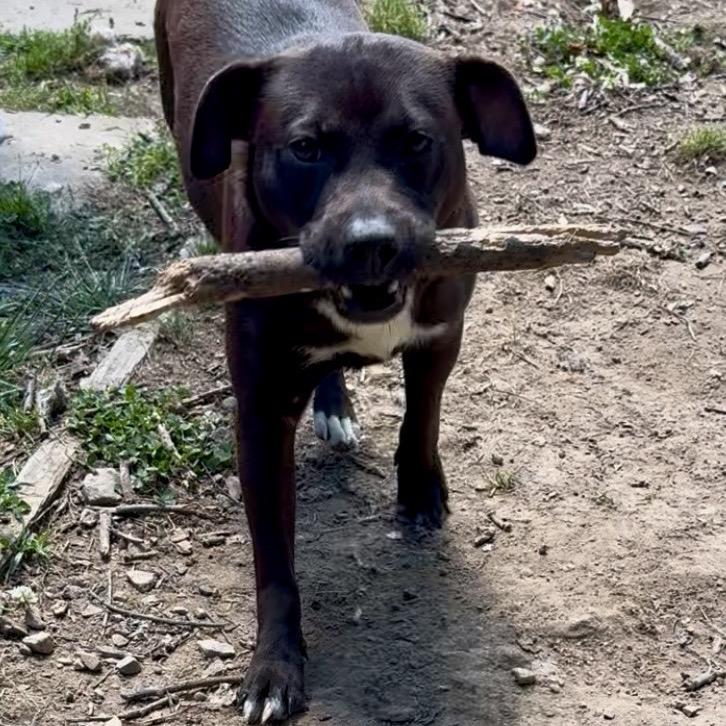 Enlarge Pocket Penny, a Adoptable Mixed Breed in Centerville, TN image 2/4