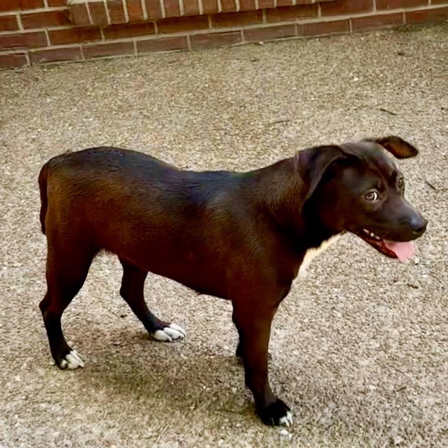 Enlarge Pocket Penny, a Adoptable Mixed Breed in Centerville, TN image 3/4