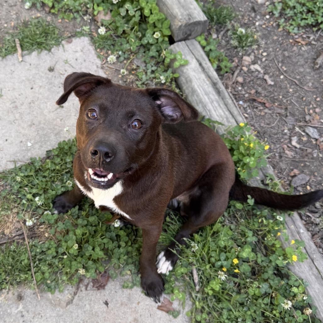 Enlarge Pocket Penny, a Adoptable Mixed Breed in Centerville, TN image 4/4
