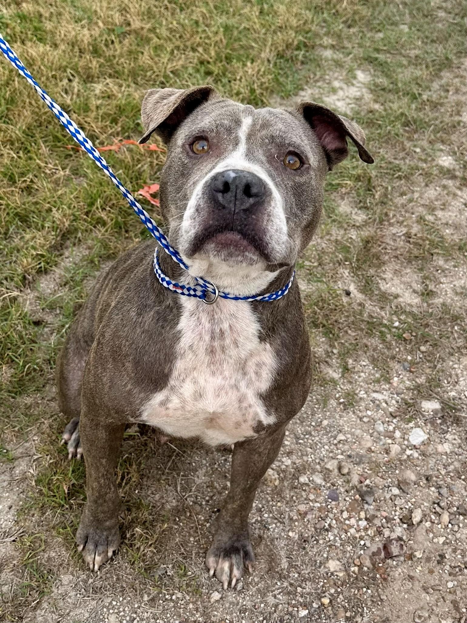 Enlarge Honey, a ADOPTABLE mixed breed in Edna, TX image 1/1