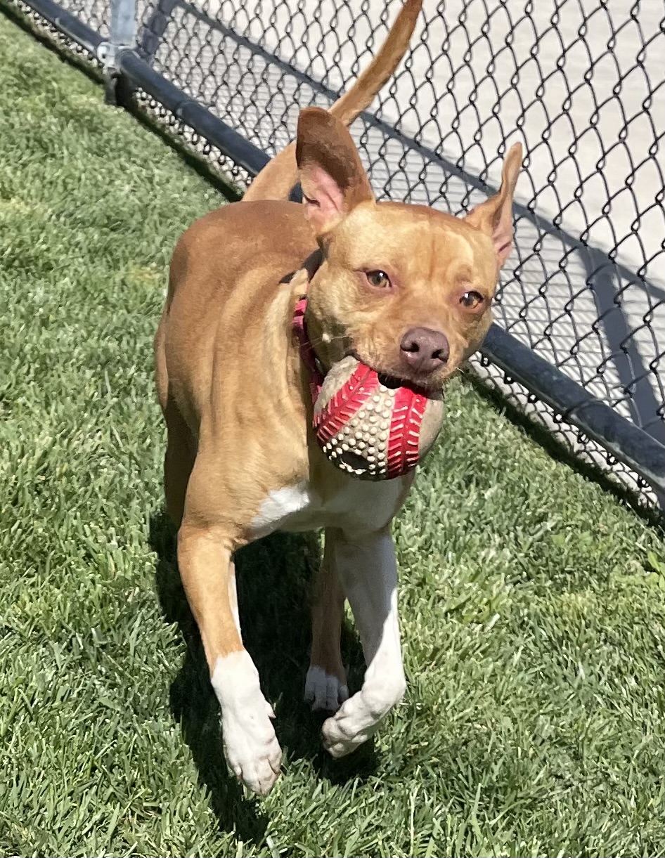 Rusty, a Adoptable Terrier in Lodi, CA image 4/6