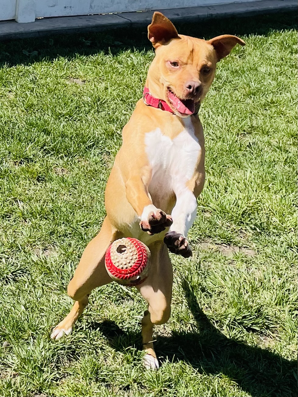 Rusty, a Adoptable Terrier in Lodi, CA image 5/6