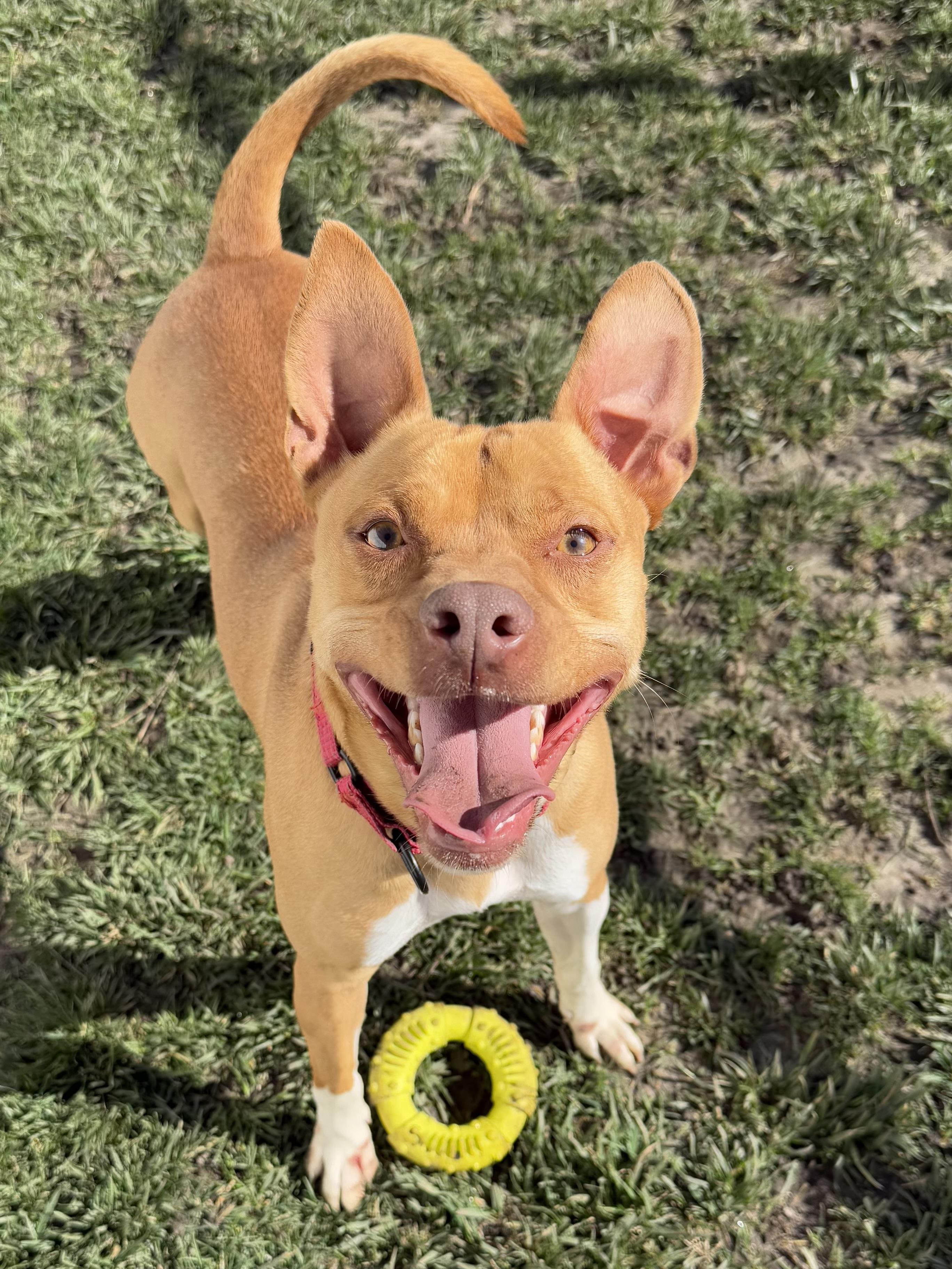 Rusty, a Adoptable Terrier in Lodi, CA image 2/6