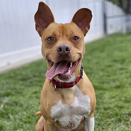 Rusty, Adoptable, Adult Male Terrier.