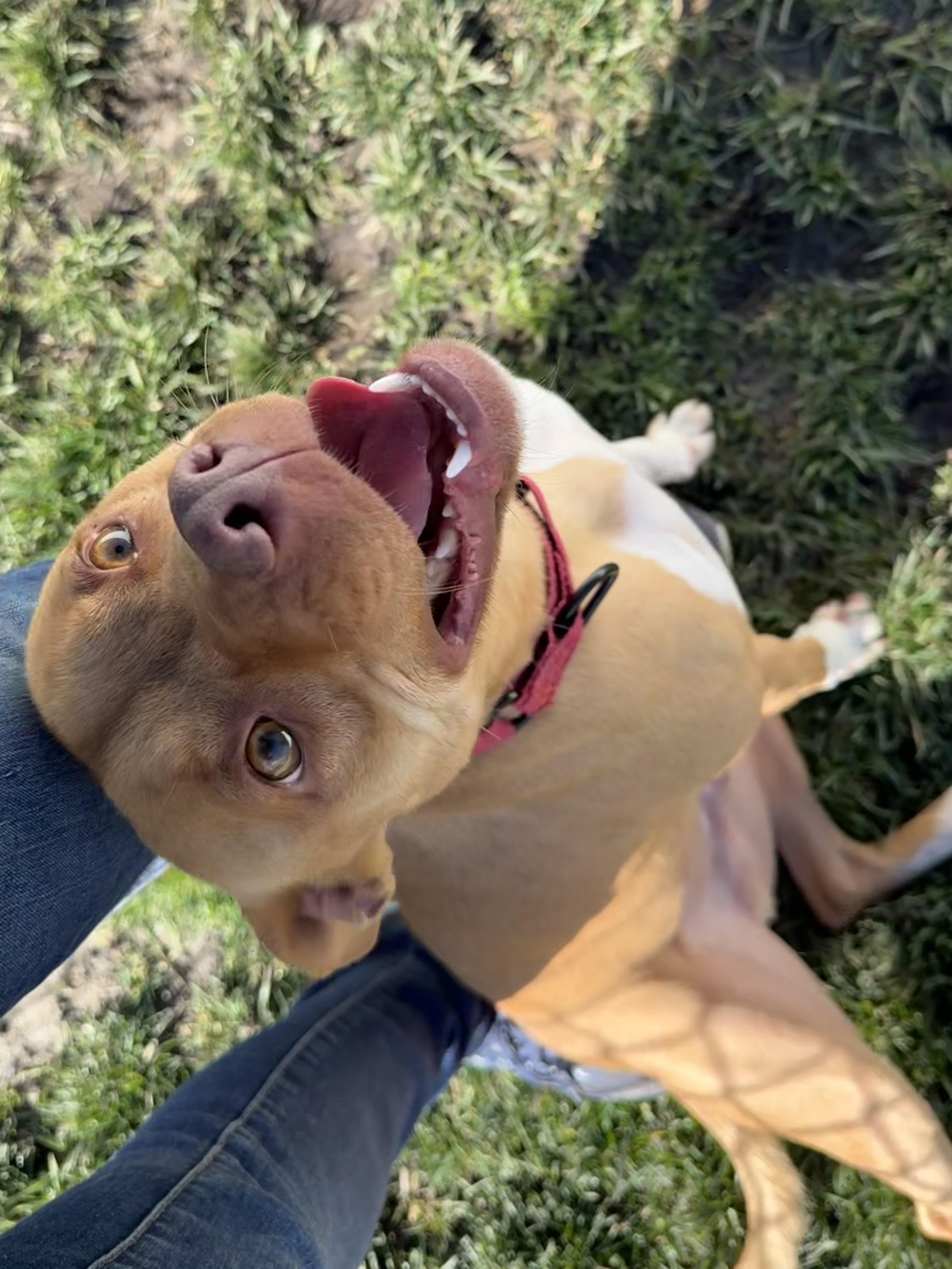 Rusty, a Adoptable Terrier in Lodi, CA image 6/6