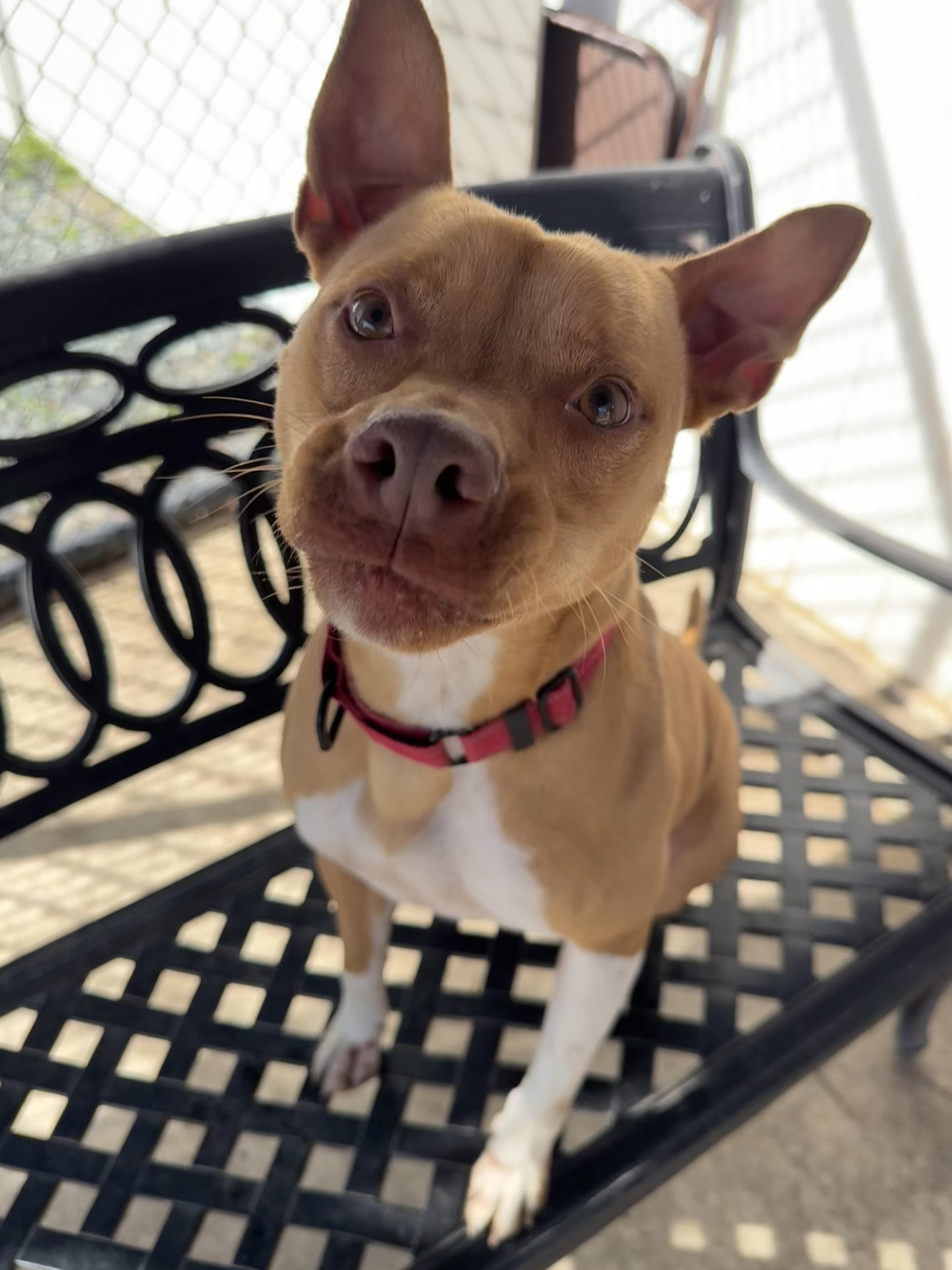 Rusty, a Adoptable Terrier in Lodi, CA image 3/6