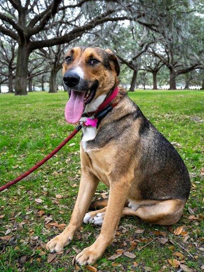 Drake Cake, Adoptable, Adult Male Retriever & Mixed Breed.