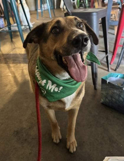 Drake Cake, Adoptable, Adult Male Retriever & Mixed Breed.