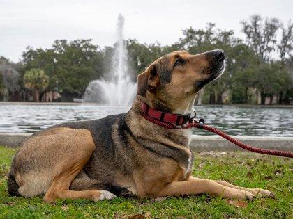 Enlarge Drake Cake, a Adoptable mixed breed in Savannah, GA image 3/3