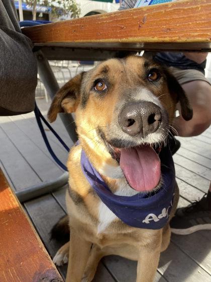 Drake Cake, Adoptable, Adult Male Retriever & Mixed Breed.