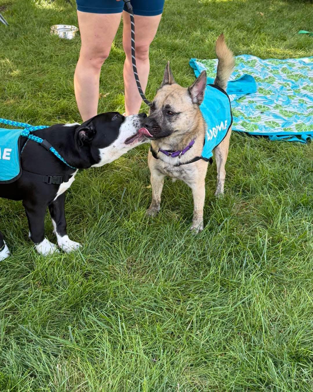 Enlarge Ricky, a Adopted mixed breed in INDIANAPOLIS, IN image 6/6