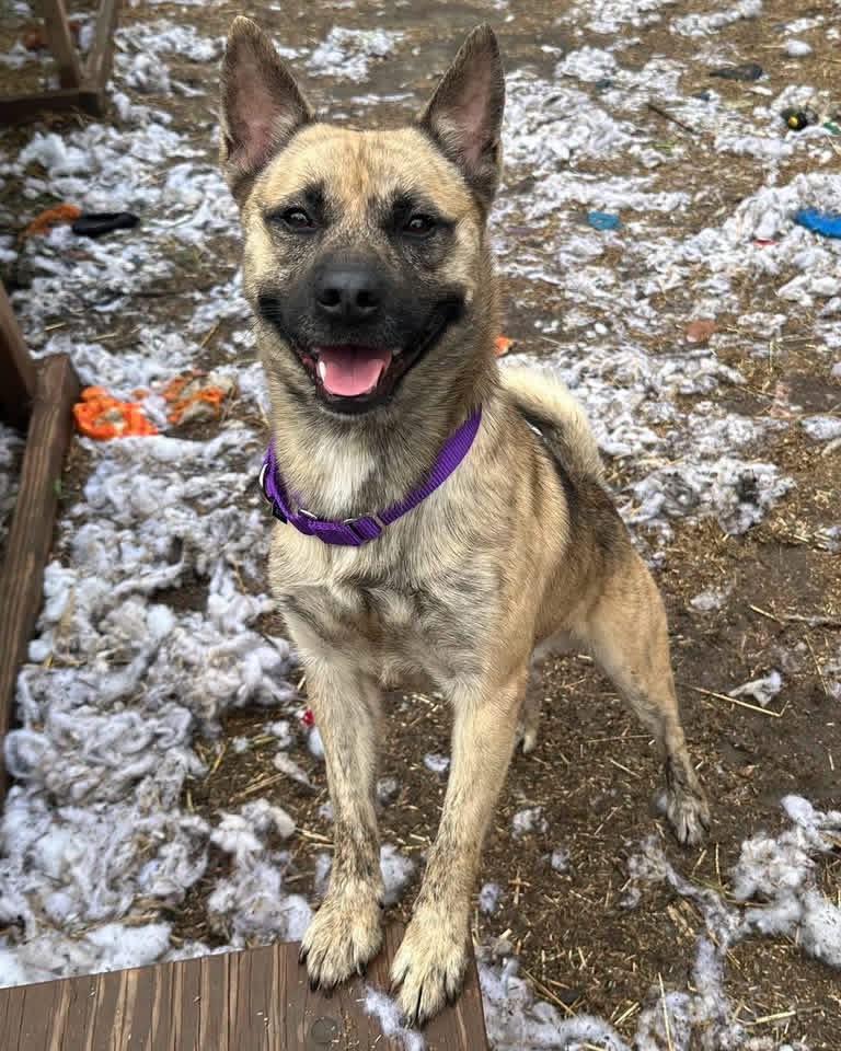 Enlarge Ricky, a Adopted mixed breed in INDIANAPOLIS, IN image 2/6