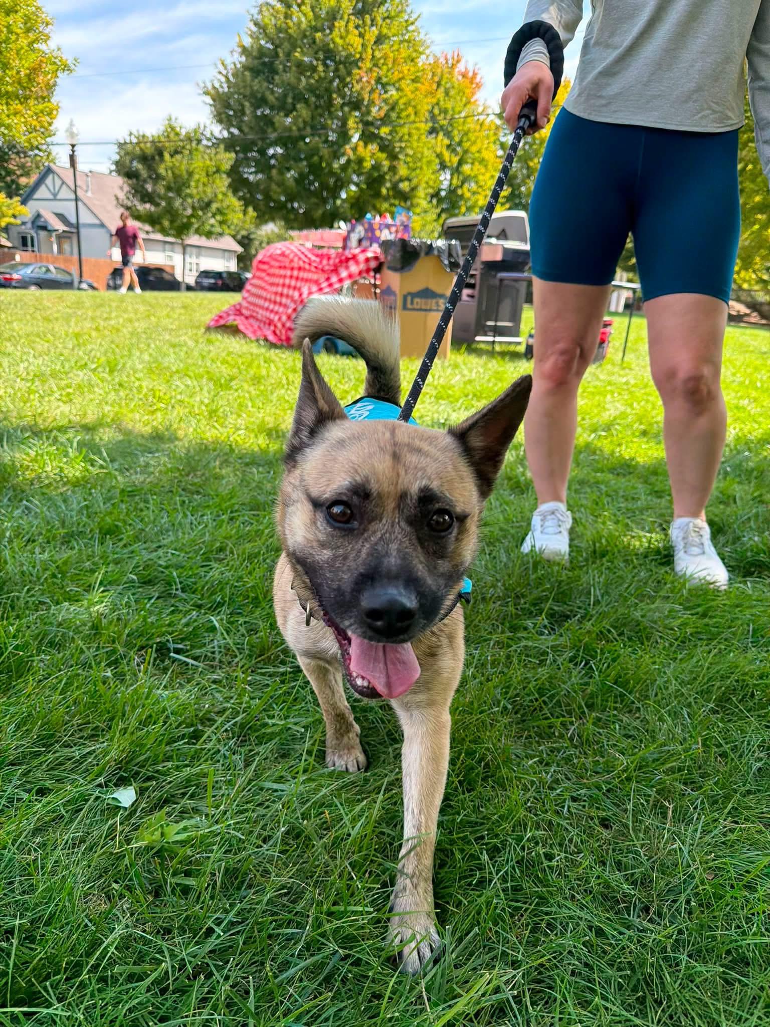 Enlarge Ricky, a Adopted mixed breed in INDIANAPOLIS, IN image 5/6